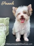 Stunning Micro Male Chocolate Parti Yorkie
