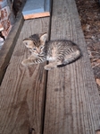 Free Kittens in Port Arthur