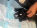 Pup for sale