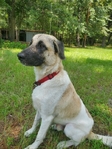 2 year male dog, neutered needing a new home