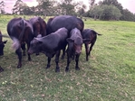 Calves For Sale