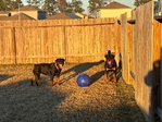 Rottweiler puppies