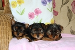 Gorgeous Teacup Yorkie Puppies