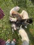 Husky Puppies