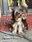 AKC Magnificent Plush Male Yorkie