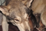 wolf hybrids for sale