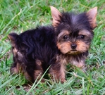 AKC Tiny Yorkie Puppies