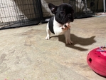 French Bulldogs $2500 each