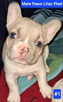 French Bulldog Puppies