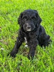 Mini Labradoodles