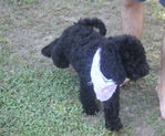 Goldendoodle Puppies