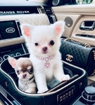 Teacup & Tiny Toy Chihuahua puppies