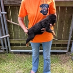 AKC German Rottweiler Puppies