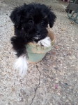 Maltipoos or Dachshund (Chiweenies)- Caldwell Tx -$300-$600