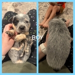 Blue Heeler Puppies