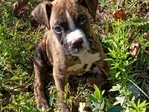 Unregistered boxer puppies
