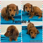 CKC Mini Dachshund Puppies