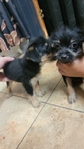 Adorable puppies looking for their fur-ever homes!!
