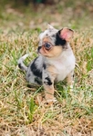 Chihuahua elite puppies / Applehead females