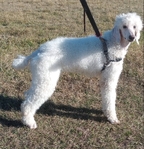 $1000 White standard poodle female.