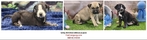 Anatolian Shepherd puppies, Bloodahoula's, and Catahoula's