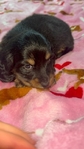 Mini Longhair Dachshund Puppies