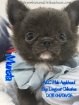 AKC Beautiful Blue Male Applehead Longcoat Chihuahua