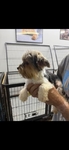 Adult AKC Yorkie and Maltese