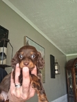 Ckc registered long-haired miniature dachshunds
