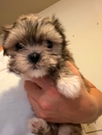 3 left - Shih Tzu puppies