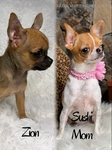AKC XTiny Male Chihuahuas
