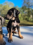 Great Dane Puppies