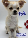 AKC Longcoat Chihuahuas