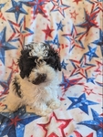 CKC Tiny Toy Poodles