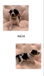 Cowboy Corgis