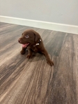 AKC Registered Chocolate Lab Puppies
