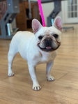 AKC female French bulldog