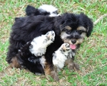 Snorkie Puppies 1/2 toy schnauzer 1/2 Yorkie