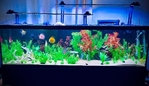 125 Gallon full freshwater setup