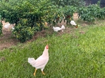 White Leghorn chickens for sale!
