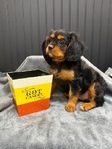 AKC Cavalier King Charles Spaniel Puppies