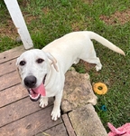 AKC Lab female