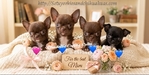 AKC Gorgeous Applehead Chihuahuas
