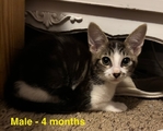 FREE!!!!!  Adorable Cats