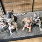 French Bulldog puppies available for adoption