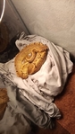 Rehoming for three dogs and ball python snake