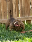8 month old female Bully