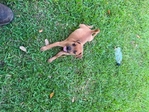 Registered Feist pups