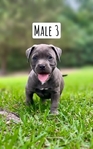 ABKC American Bully Puppies