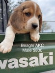 Beagle Puppies AKC